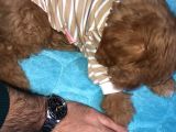 Aşılı Ped Eğitimli Red Maltipoo