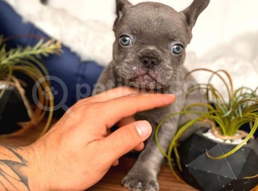 French Bulldog Erkek Maviş Gözlü Yakışıklı