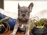 French Bulldog Erkek Maviş Gözlü Yakışıklı