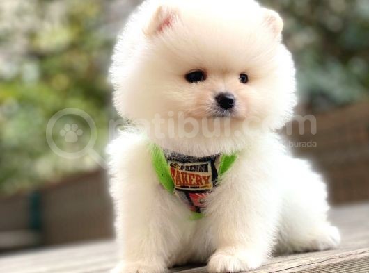 Dişi Ve Erkek Pomeranian Boo Yavrularımız görsel