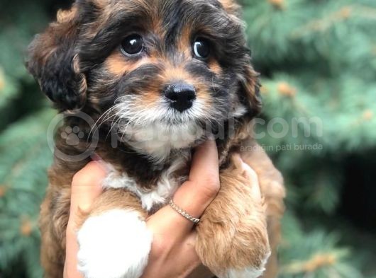 Morkie Cinsi Bebekler