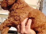 Red Toy Poodle Yavrular