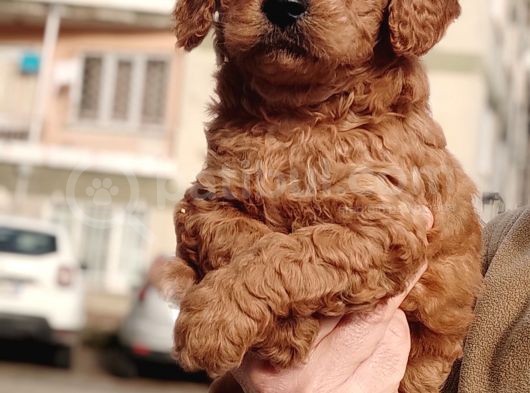 Red Toy Poodle Yavrular