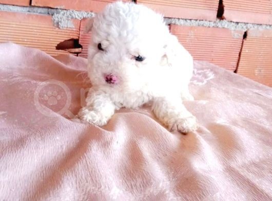 Maltesse Terrier Güzel Yavrumuz
