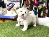 Mini Sevimli Maltese Bebekler