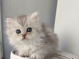 Scotti̇sh Strai̇ght Longhai̇r Si̇lver Yavrular