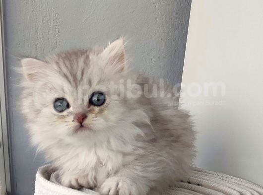 Scotti̇sh Strai̇ght Longhai̇r Si̇lver Yavrular görsel