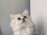 Scotti̇sh Strai̇ght Longhai̇r Si̇lver Yavrular
