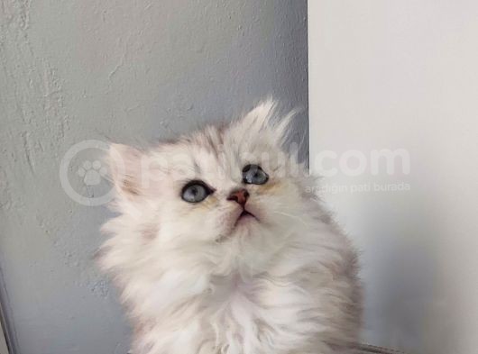 Scotti̇sh Strai̇ght Longhai̇r Si̇lver Yavrular görsel