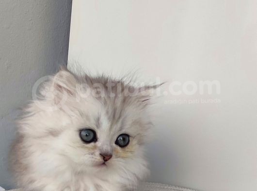 Scotti̇sh Strai̇ght Longhai̇r Si̇lver Yavrular görsel