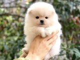 Pomeranian Teddyface Suratlı Bebeklerim