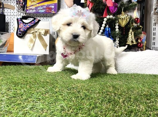 Mini Sevimli Maltese Bebekler görsel