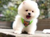 Pomeranian Teddyface Suratlı Bebeklerim