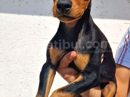 Erkek Ve Disi Doberman Yavrularimiz görsel
