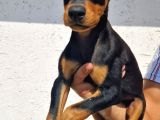 Erkek Ve Disi Doberman Yavrularimiz