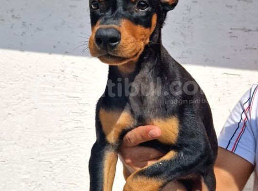 Erkek Ve Disi Doberman Yavrularimiz görsel