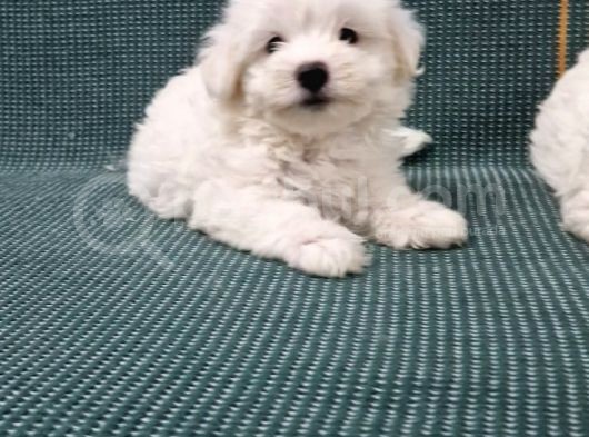 Maltese Terier Kar Beyaz Bebeklerimiz görsel