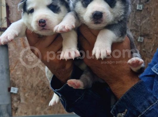 Sibirya Husky Yavrularimiz