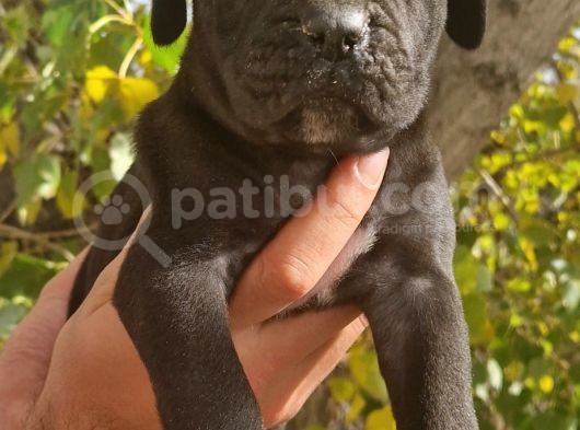 Siyah Ve Blue Corso Yavrularimiz görsel