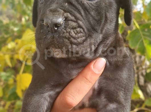 Siyah Ve Blue Corso Yavrularimiz görsel