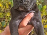 Siyah Ve Blue Corso Yavrularimiz