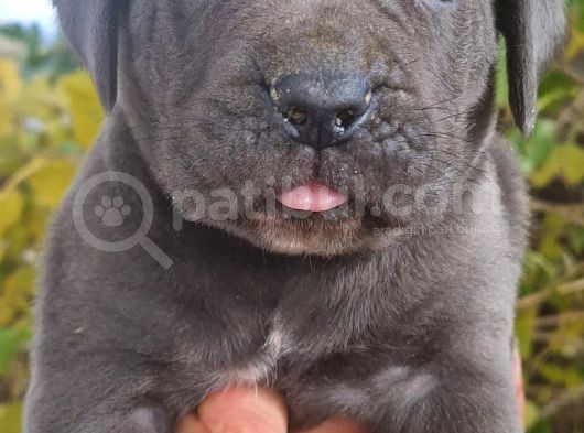 Siyah Ve Blue Corso Yavrularimiz