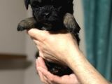 Anne Altından Dişi Phantom Maltipoo Yavrumuz