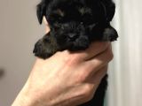 Anne Altından Dişi Phantom Maltipoo Yavrumuz
