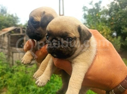 Pug Mobs Yavrular