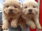 Chow Chow Bebekler