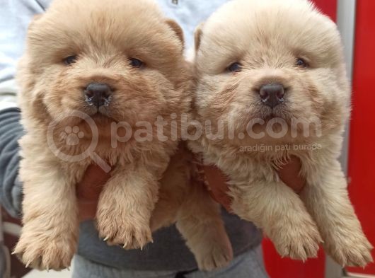 Chow Chow Bebekler görsel
