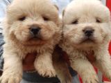 Chow Chow Bebekler
