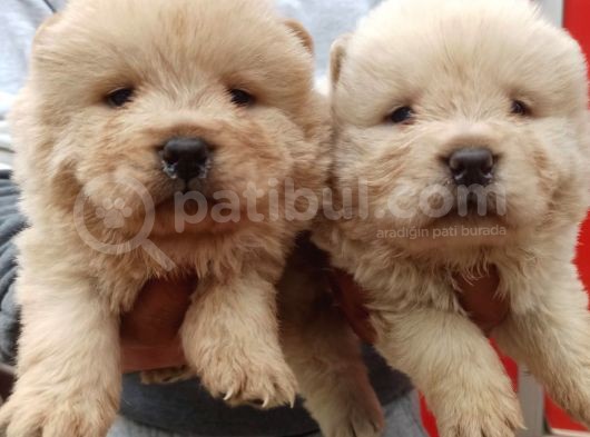 Chow Chow Bebekler görsel