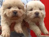 Chow Chow Bebekler
