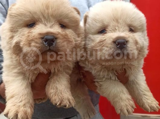 Chow Chow Bebekler görsel