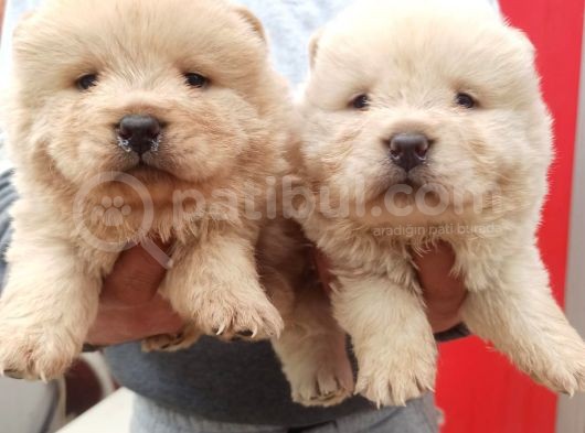 Chow Chow Bebekler görsel