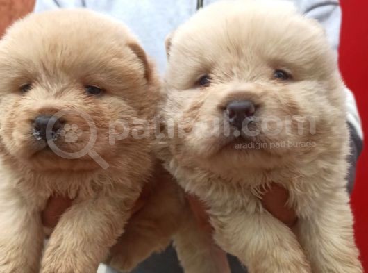 Chow Chow Bebekler