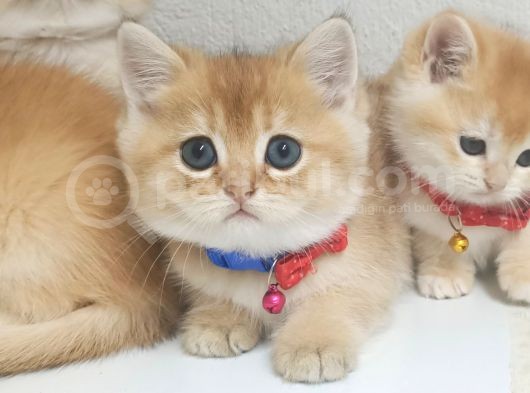 Üst Düzey  Gen Hatti Golden Erkek Bebek