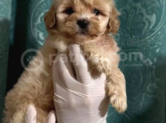 Anne Altından Dişi Maltipoo Yavrumuz görsel