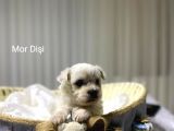 Seecereli Maltese Babadan Bebekler
