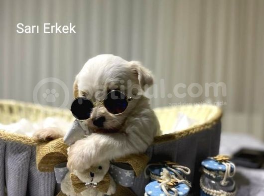 Seecereli Maltese Babadan Bebekler görsel
