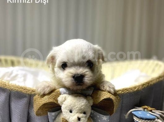 Seecereli Maltese Babadan Bebekler görsel