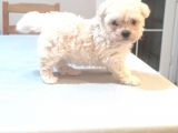 Tea Cup  Mi̇cro Erkek Toy Poodle