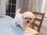 Tea Cup  Mi̇cro Erkek Toy Poodle