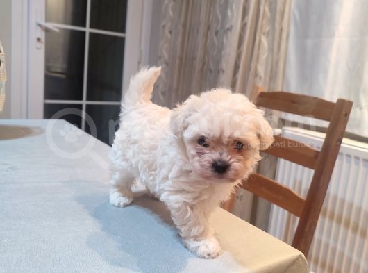 Tea Cup  Mi̇cro Erkek Toy Poodle görsel