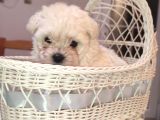 Tea Cup  Mi̇cro Erkek Toy Poodle