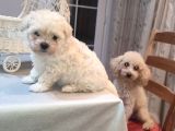 Tea Cup  Mi̇cro Erkek Toy Poodle
