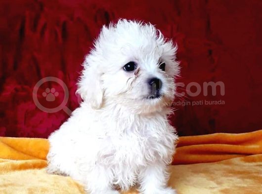 Maltesse Terrier Cinsi Sevimli Yavrular