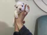 Siyah Beyaz Yavrular French Bulldog