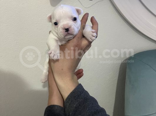 Siyah Beyaz Yavrular French Bulldog görsel